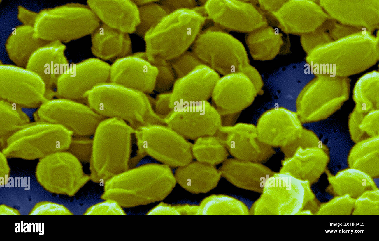 Milzbrand, Bacillus Anthracis Bakterien, SEM Stockfoto