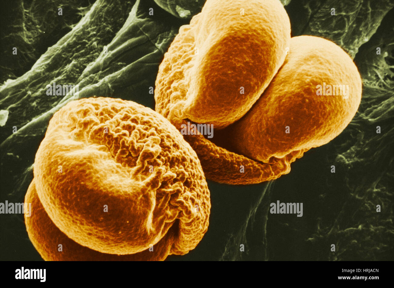 Pinien Pollen, SEM Stockfoto