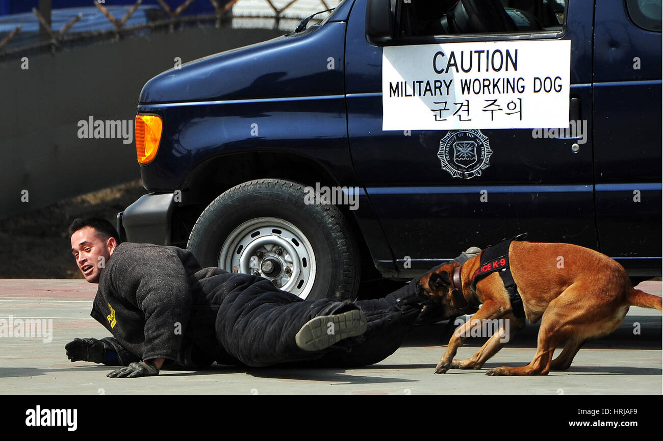 Militärischer Arbeitshund, Südkorea Stockfoto