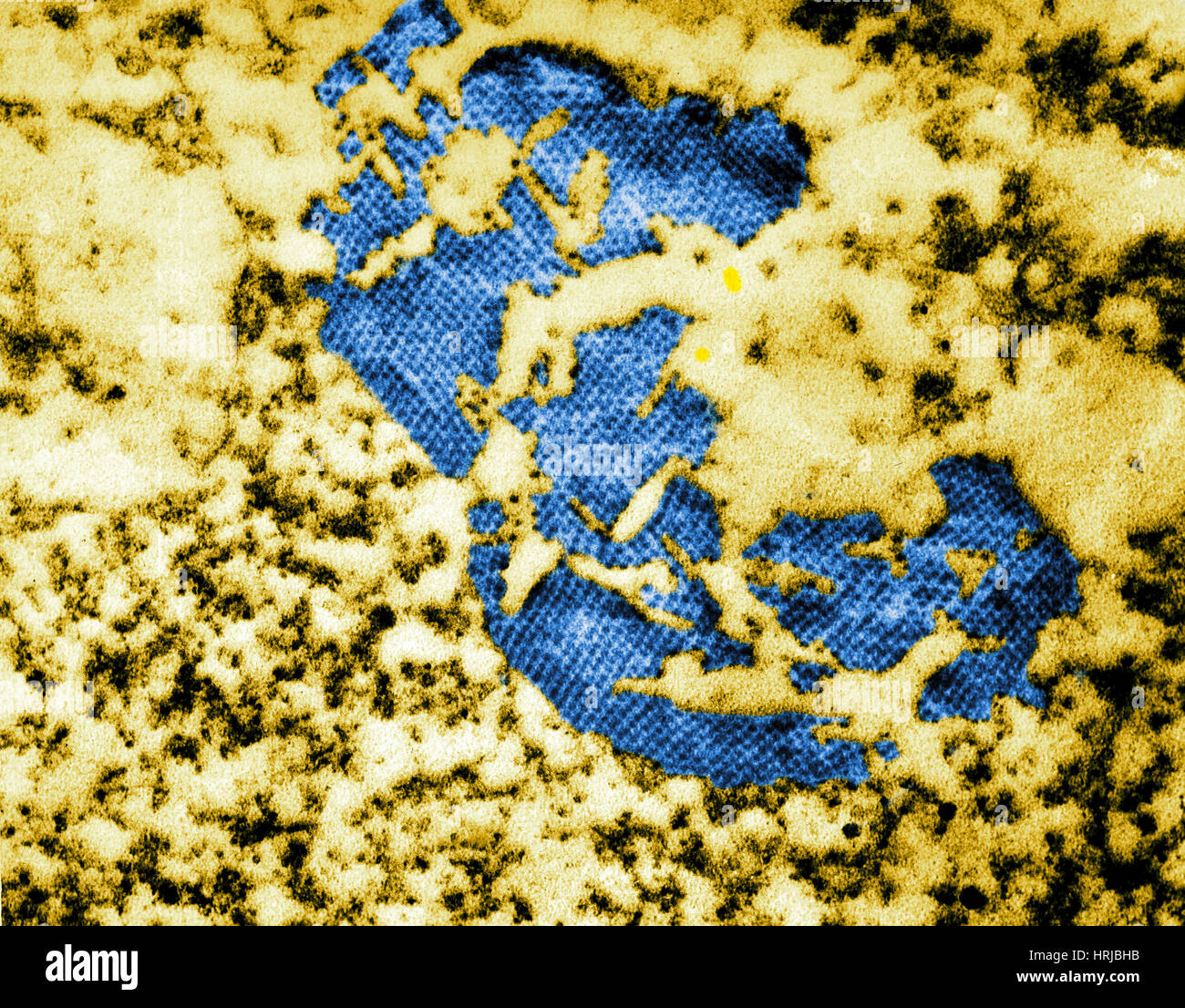 Polio-Virus, TEM Stockfoto