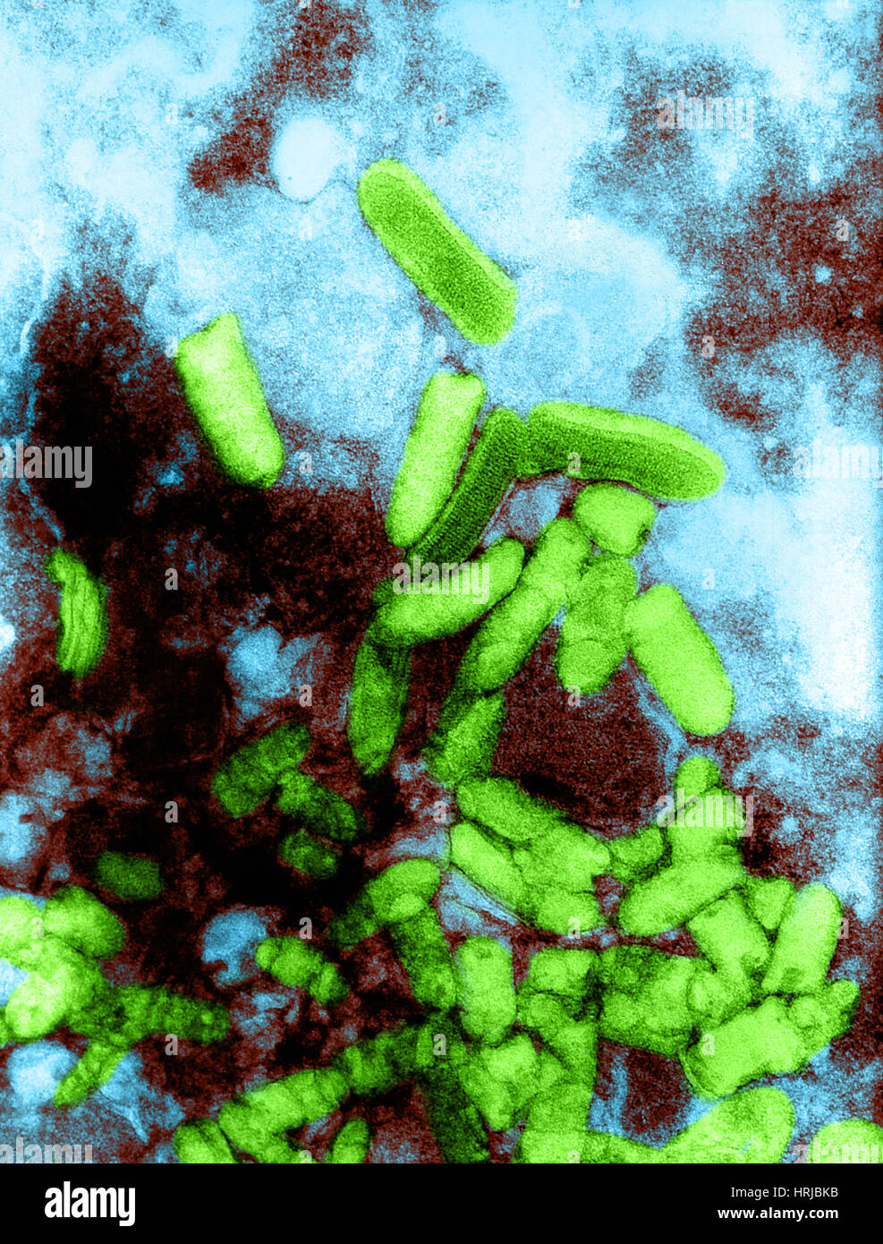 Flandern-Virus, TEM Stockfoto