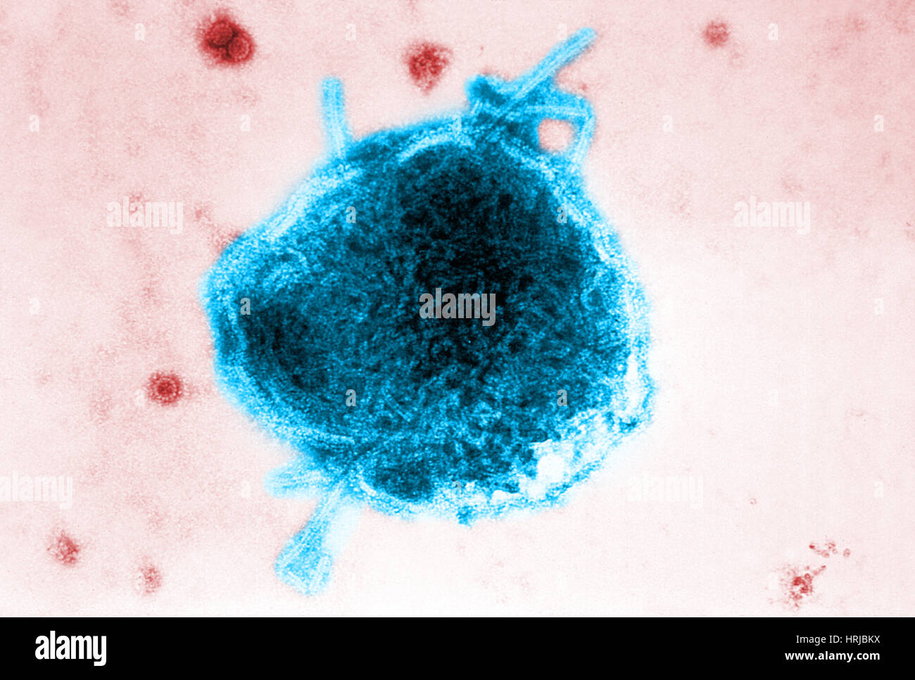 Masern und Simian Virus, TEM Stockfoto