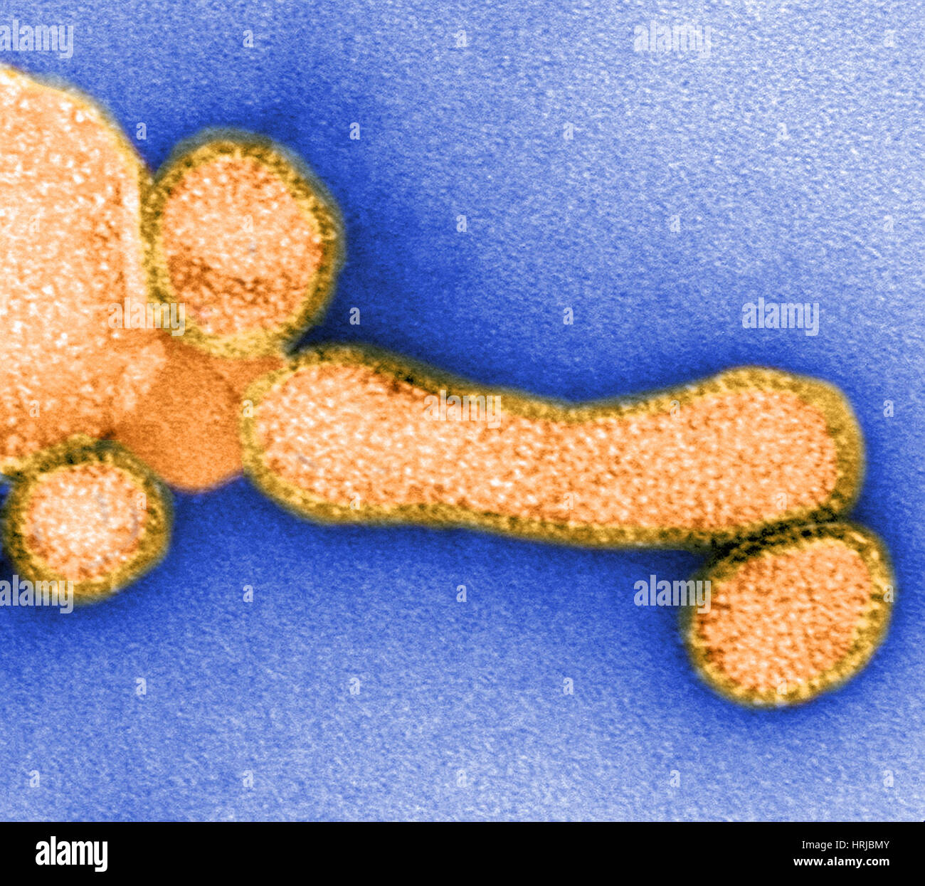 Schweinegrippe H1N1, Influenza A-Viren, TEM Stockfoto