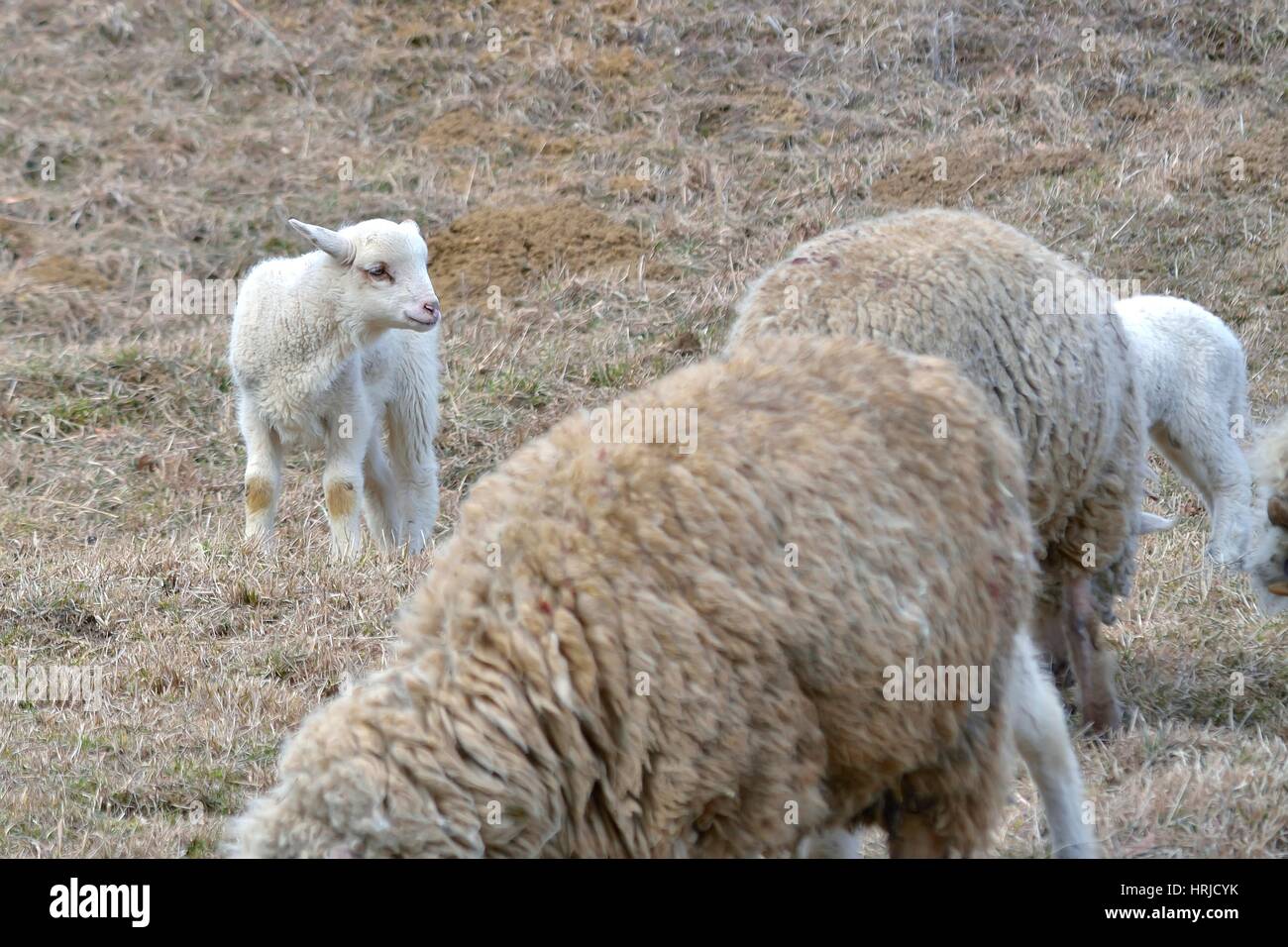 ein weißes Suffolk Lamm, ein paar Tage alt Stockfoto
