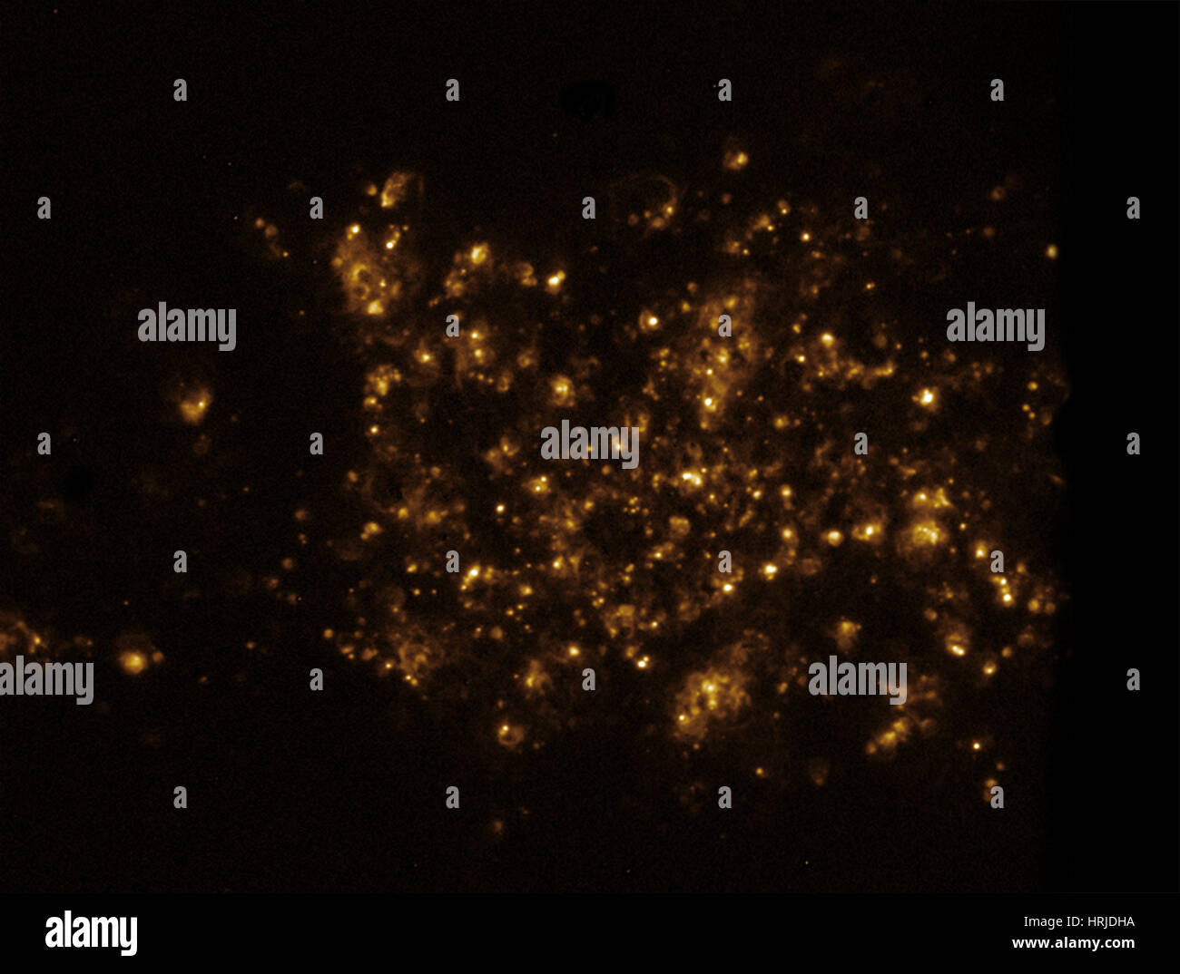 NGC 7793 mit Mikroquasar, WF H-Alpha Stockfoto