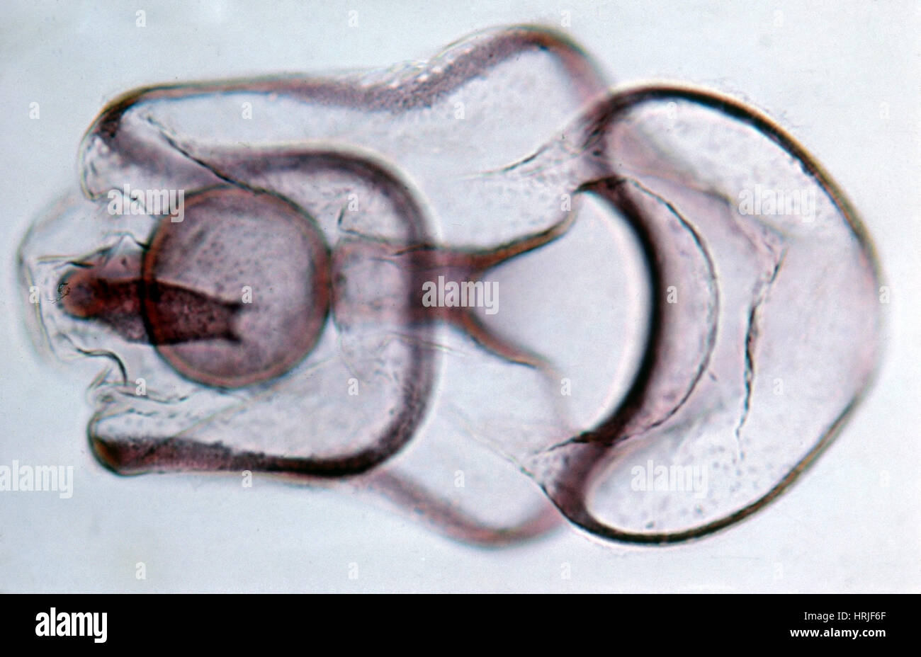 Seestern-embryo Stockfoto