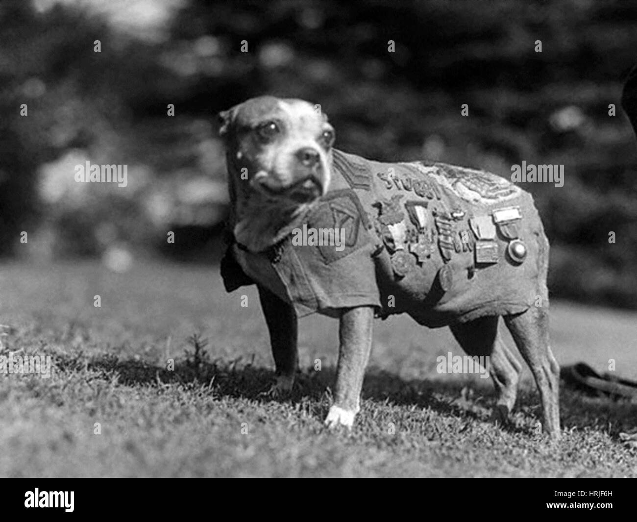 WWI, Sergeant Stubby, amerikanischer Krieg Hund Stockfoto