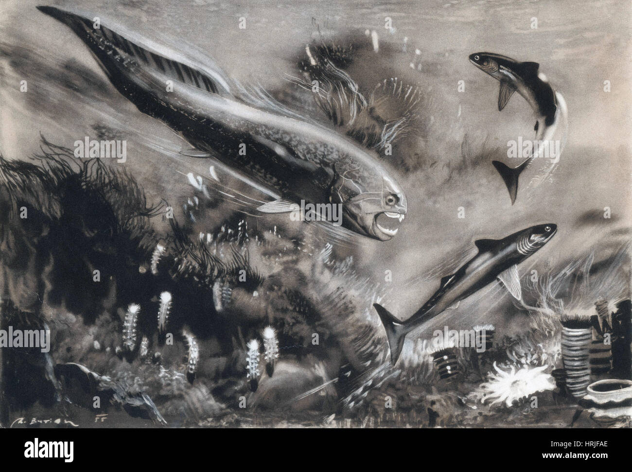 Prähistorische, Devon Periode Dinichthys herzeri Stockfoto