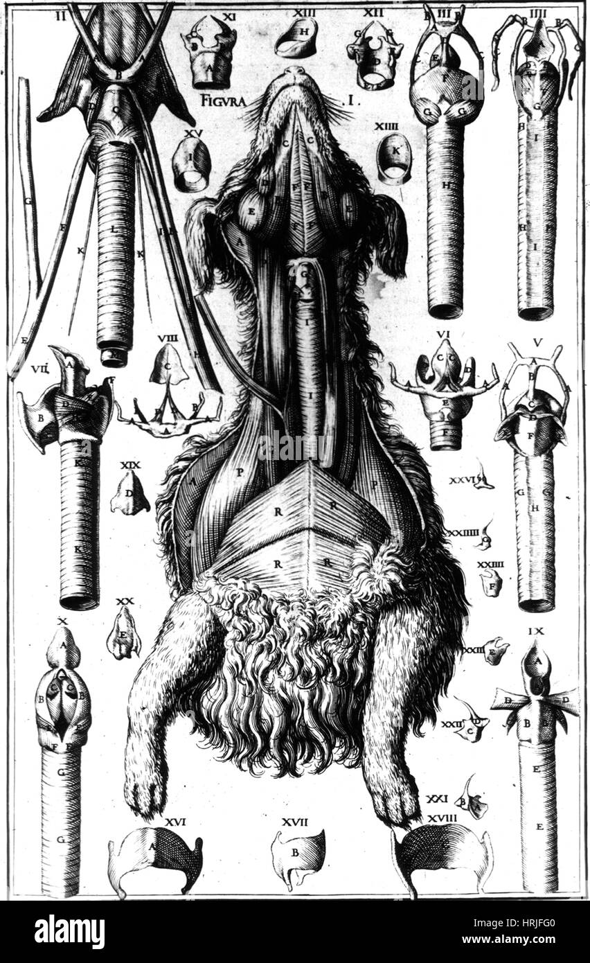 Hund-Dissektion, Rede Organe, 1601 Stockfoto