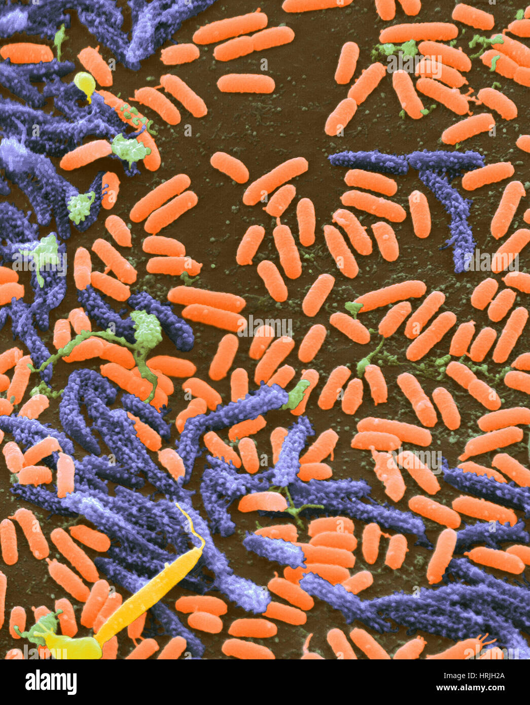 Vibrio Bakterien, SEM Stockfoto