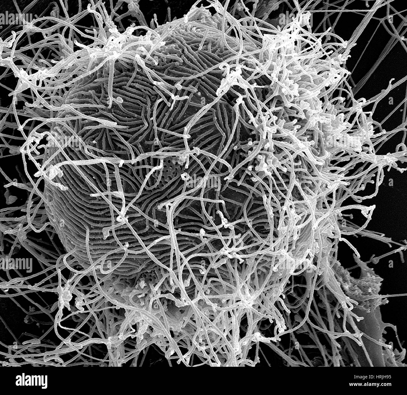 Ebola-Virus-Partikel, SEM Stockfoto