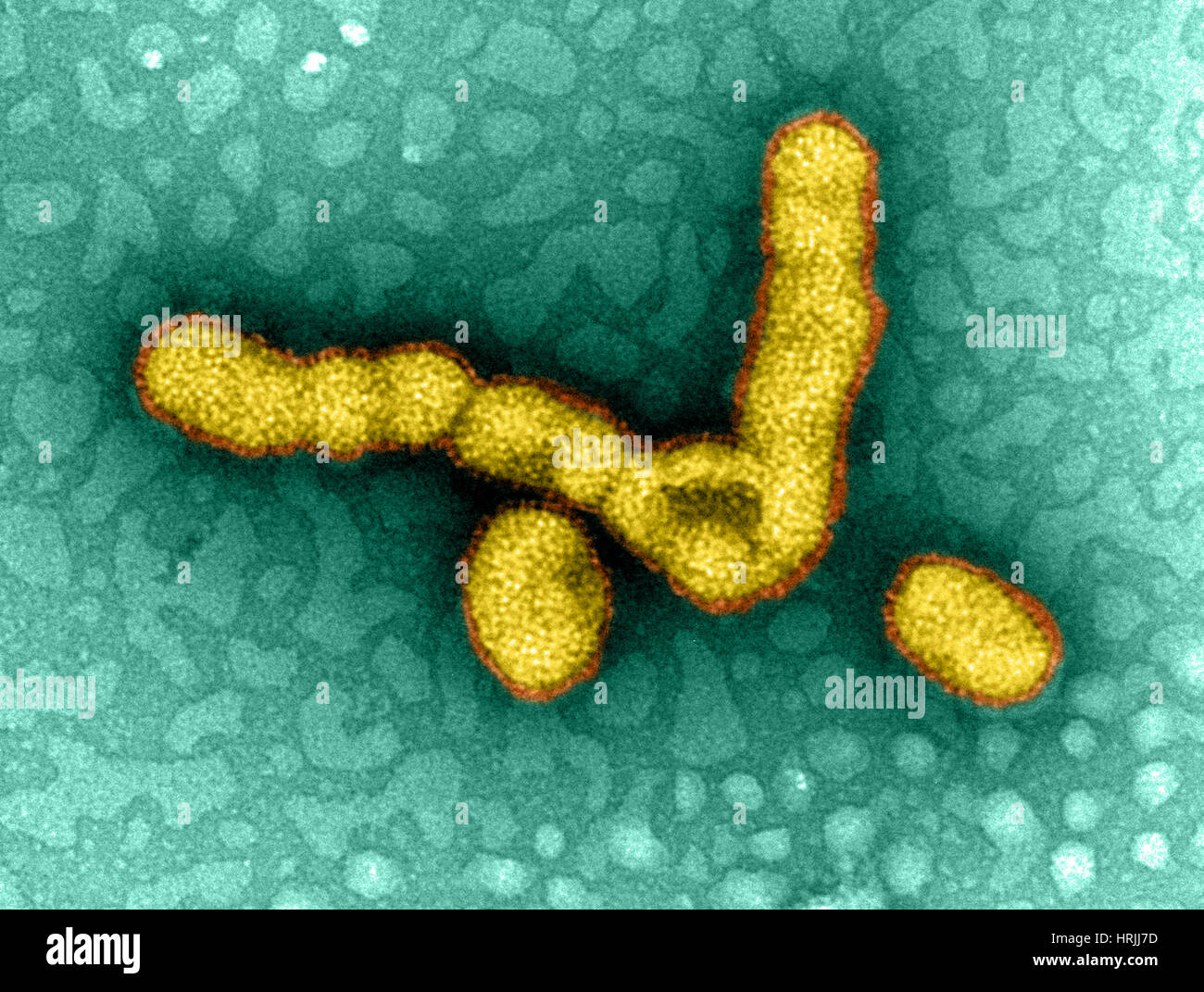 Schweinegrippe H1N1, Influenza A-Viren, TEM Stockfoto