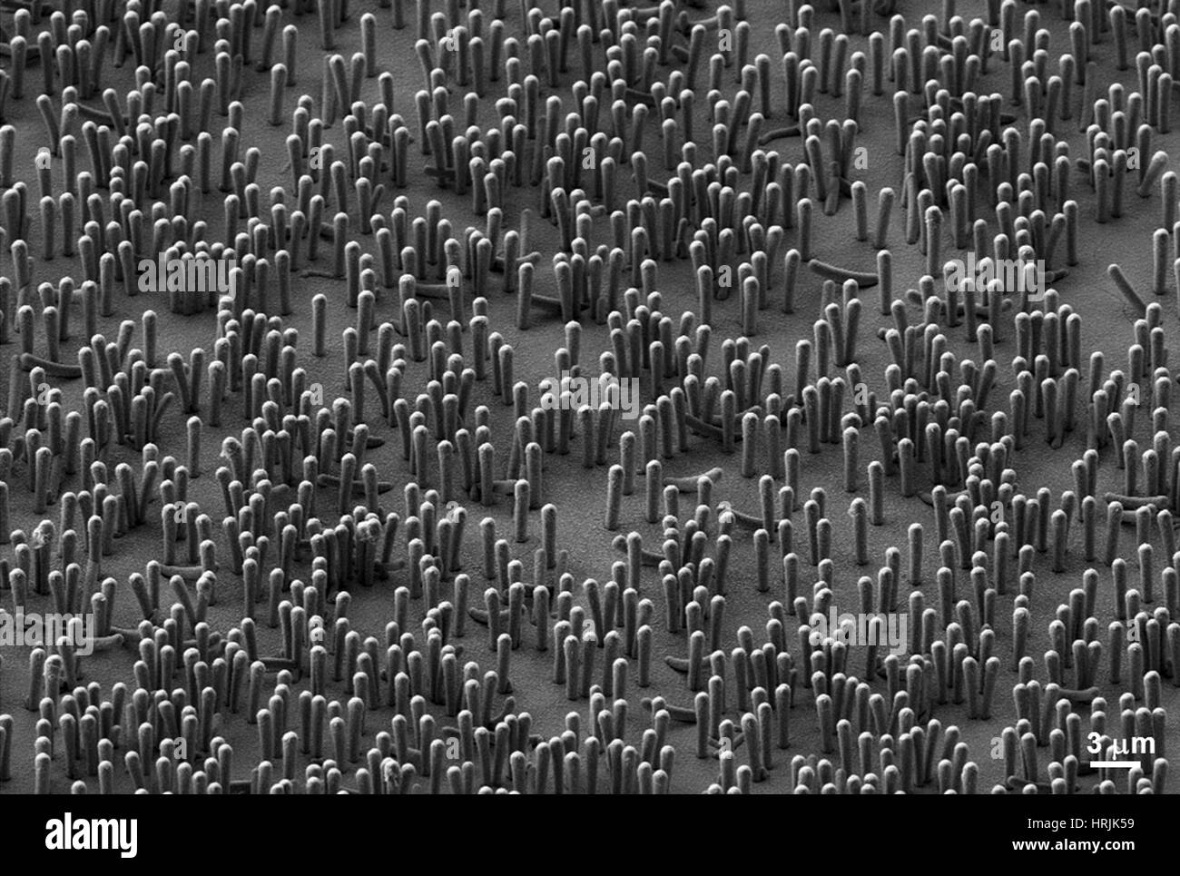 Nanowire Lithium-Ionen-Batterien, SEM Stockfoto