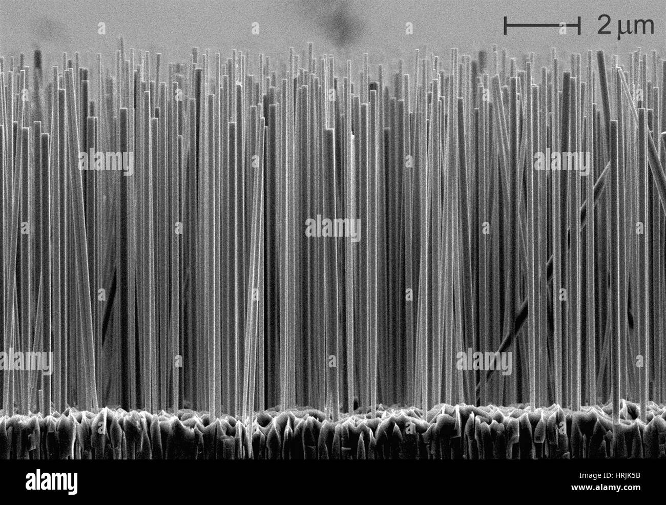 Halbleiter-Nanodrähte, SEM Stockfoto