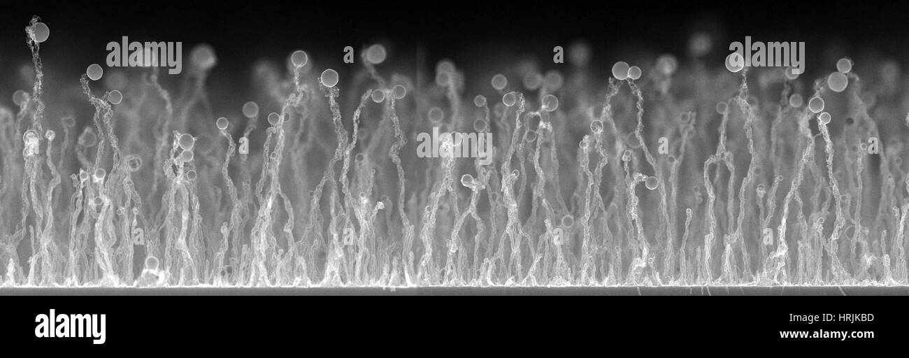 Silizium-Nanodrähte, SEM Stockfoto