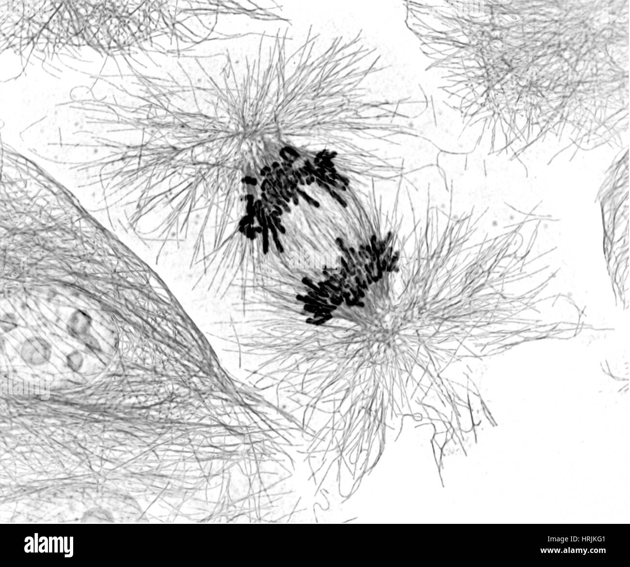 Zellteilung, Chromosomen und Zytoskelett, LM Stockfoto