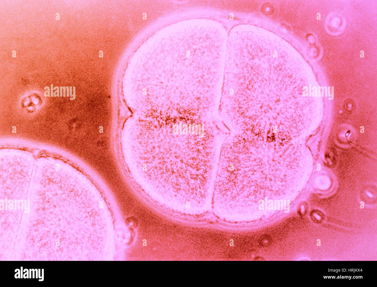 Zellteilung in Arbacia Punctulata Stockfoto