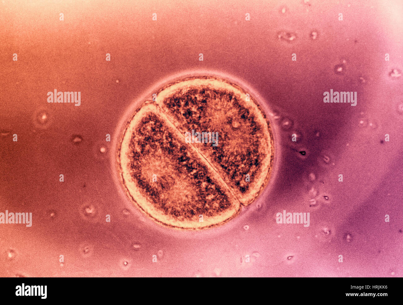 Zellteilung in Arbacia Punctulata Stockfoto