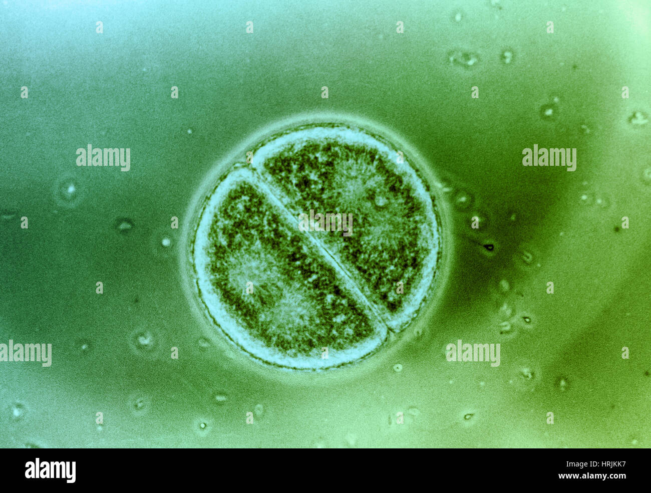 Zellteilung in Arbacia Punctulata Stockfoto