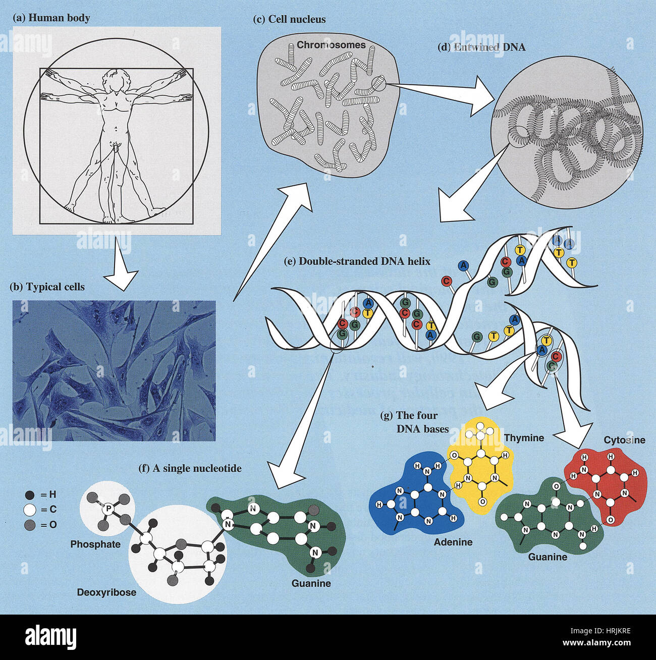 Struktur der DNA und genetischer Information Stockfoto