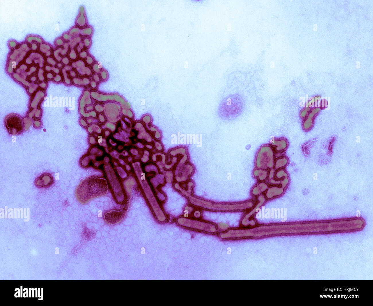 TEM, Russische Grippe, Influenza A, H1N1 Stockfoto