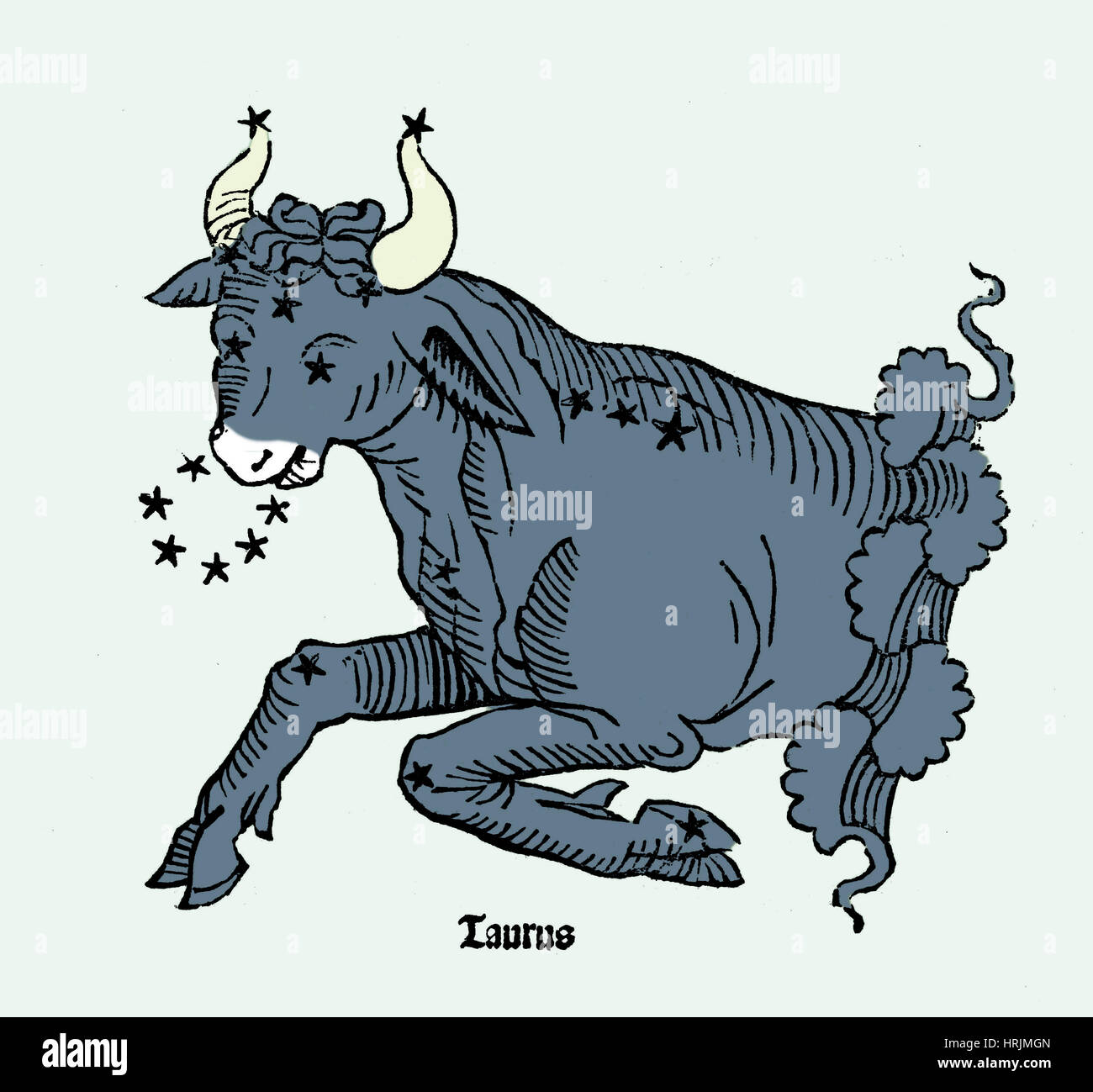 Stier, Sternbild Taurus Stockfoto