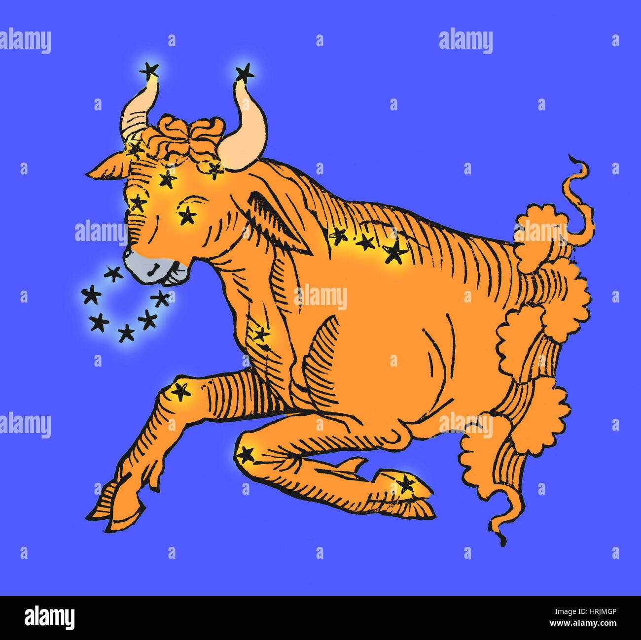 Stier, Sternbild Taurus Stockfoto