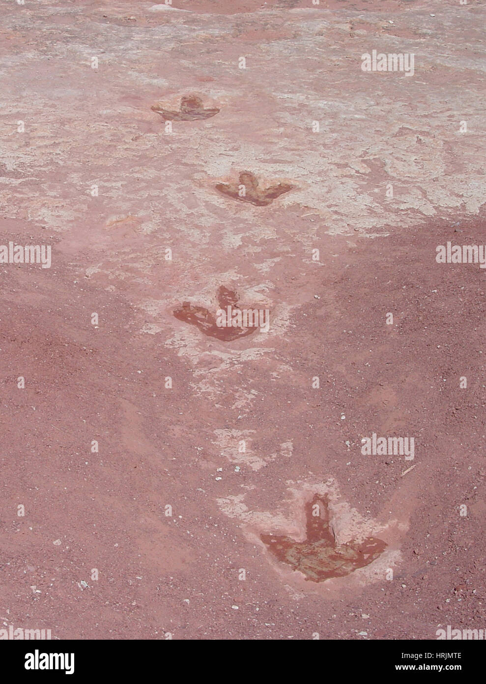 Dinosaurier-Spuren, Moenave Formation Stockfoto
