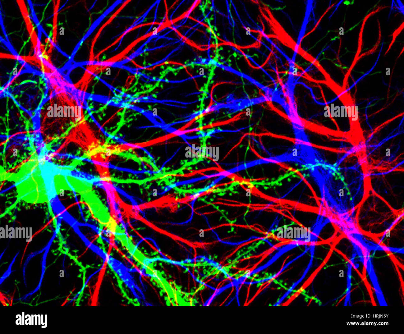 Gehirnzellen im Hippocampus Stockfoto