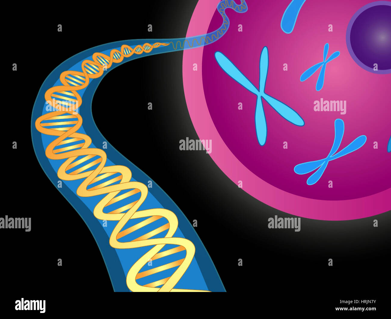 Chromosomen und DNA-Doppelhelix Stockfoto