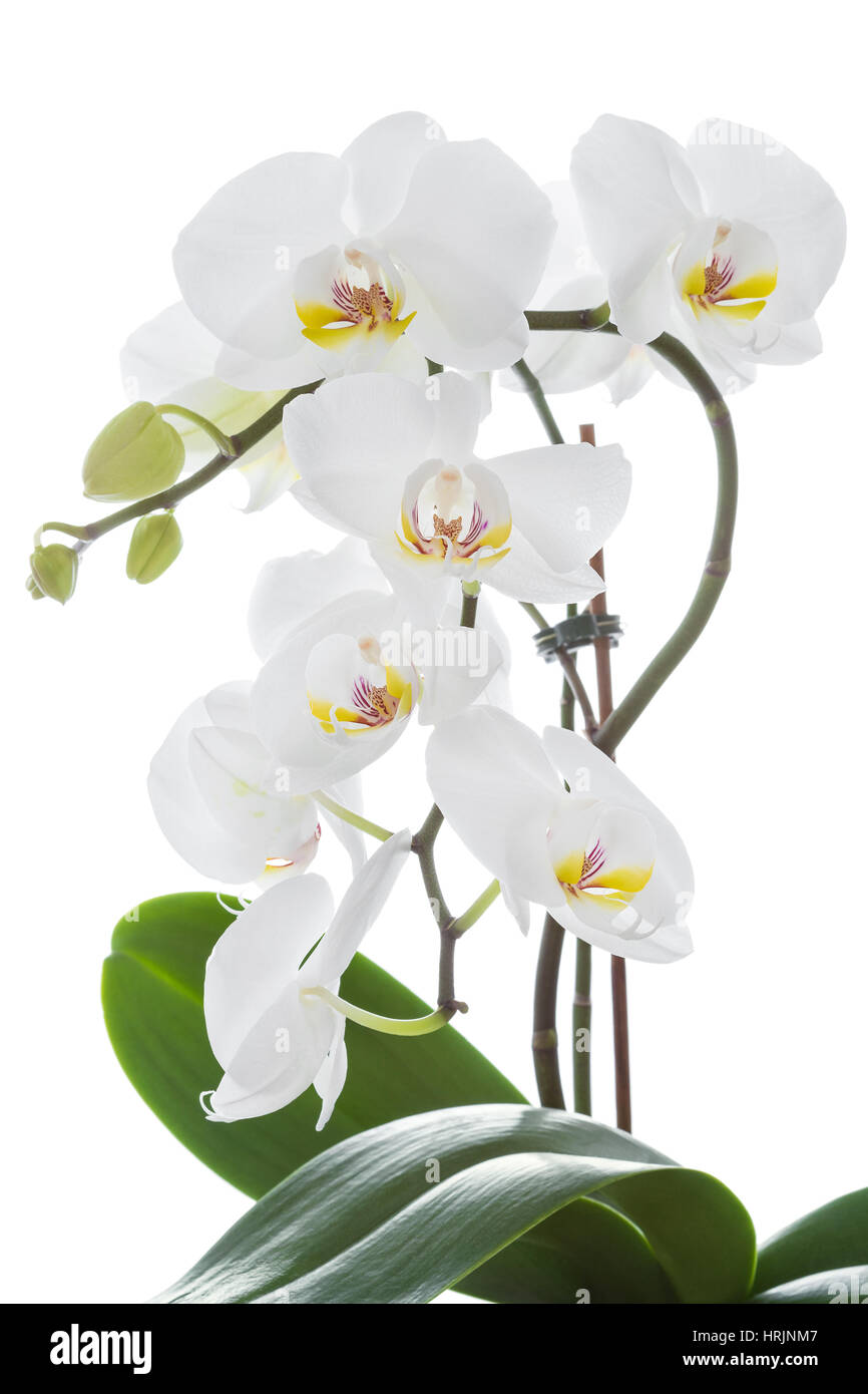 Weie Orchidee Blume mit Blttern und Zweigen, isoliert Stockfotografie -  Alamy