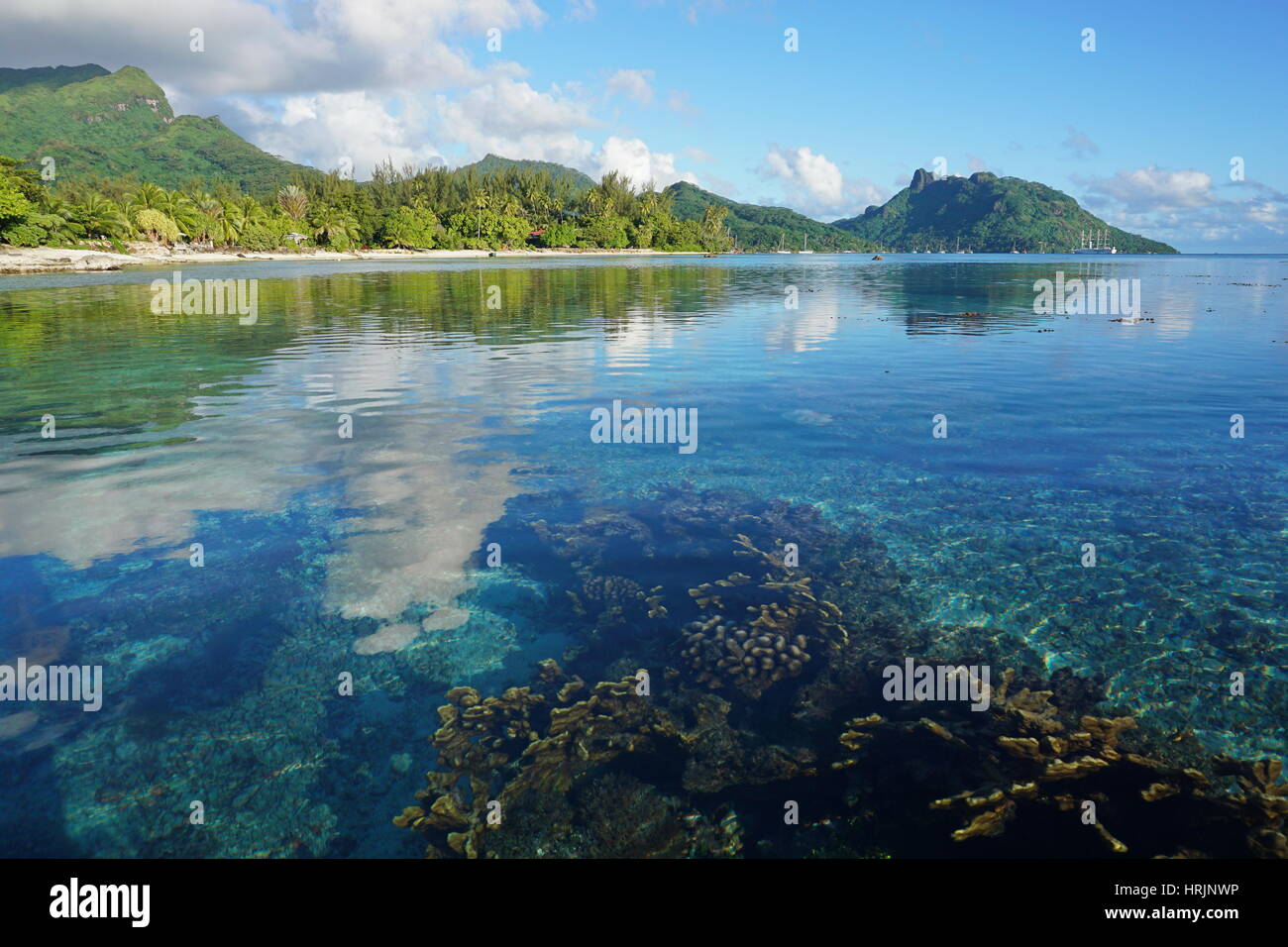 Französisch-Polynesien Huahine Insel Küstenlandschaft, gesehen von der Lagune mit Korallen im seichten Wasser unterhalb der Meeresoberfläche, Süd-Pazifik Stockfoto
