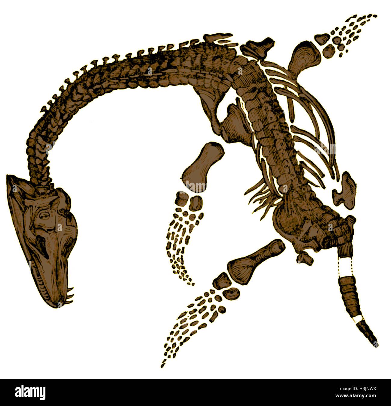 Pleisiosaurus, Mesozic Marine Reptil Stockfoto