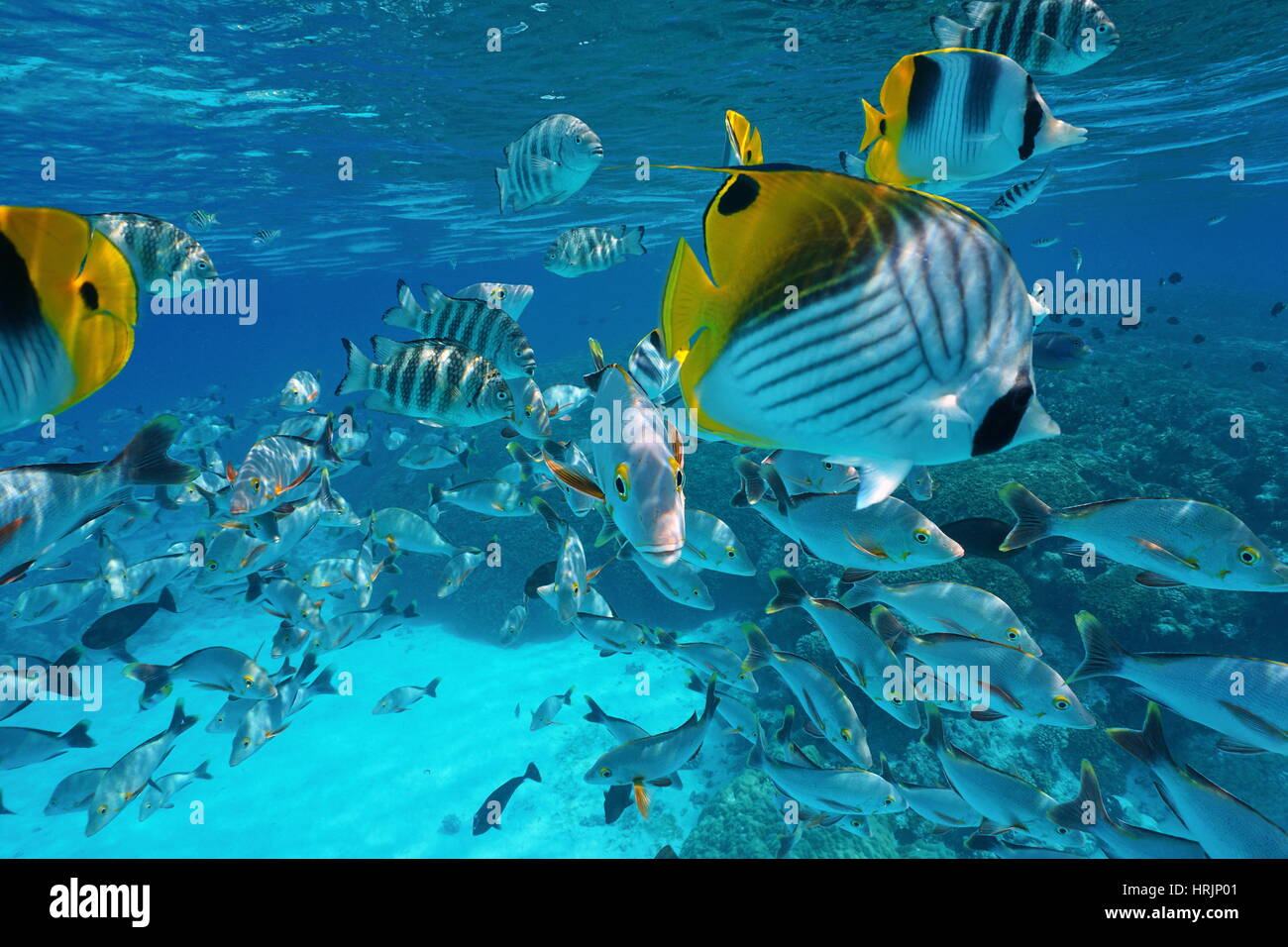 Pazifischen Ozeans tropische Fischschwarm Unterwasser mit Snapper, Riffbarsche und Butterflyfish in der Nähe von Wasser Oberfläche, Französisch-Polynesien Rangiroa atoll Stockfoto