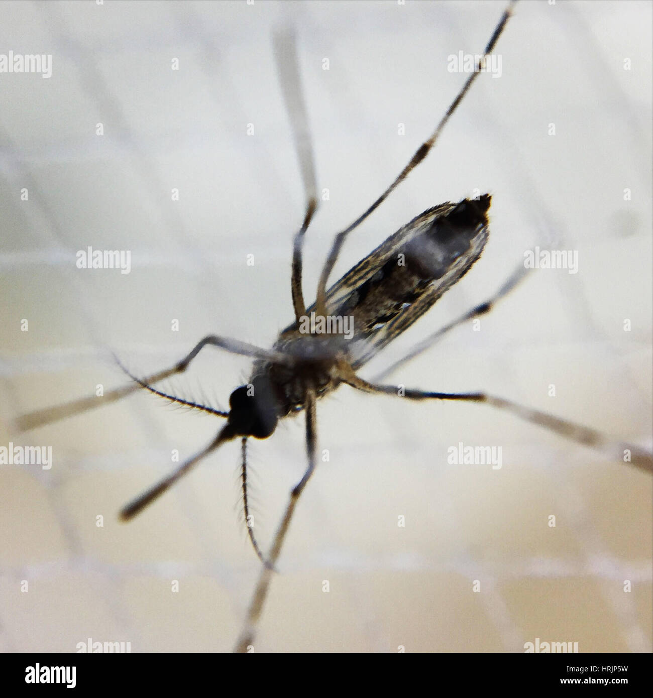 Aedes Aegypti Mücke, tropische Fieber Vektor Stockfoto