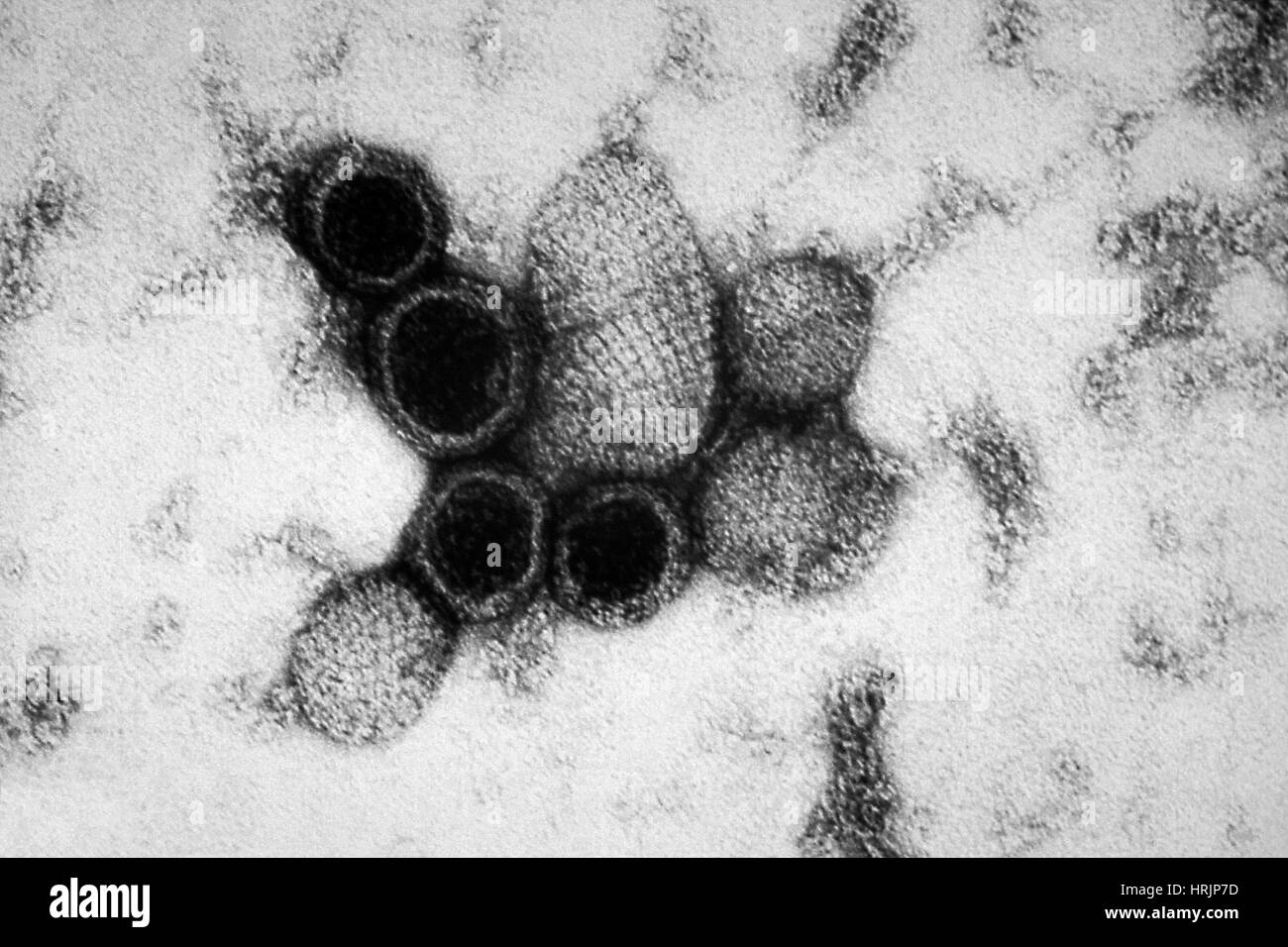 Sin nombre virus Fotos und Bildmaterial in hoher Auflösung Alamy