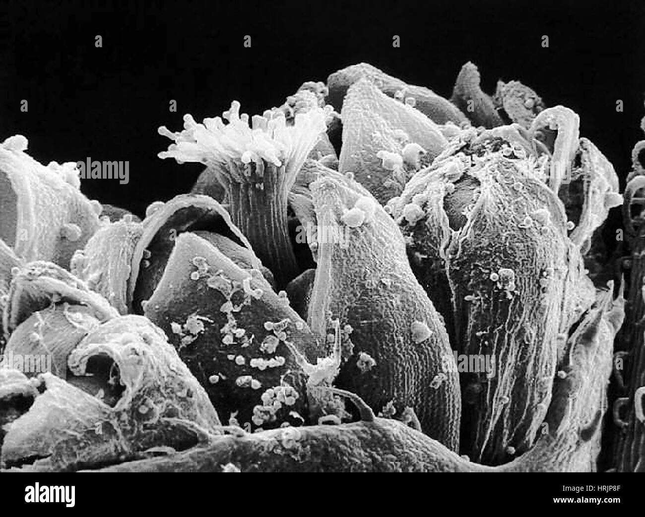 Ambrosia mit Pollen Granulat, SEM Stockfoto