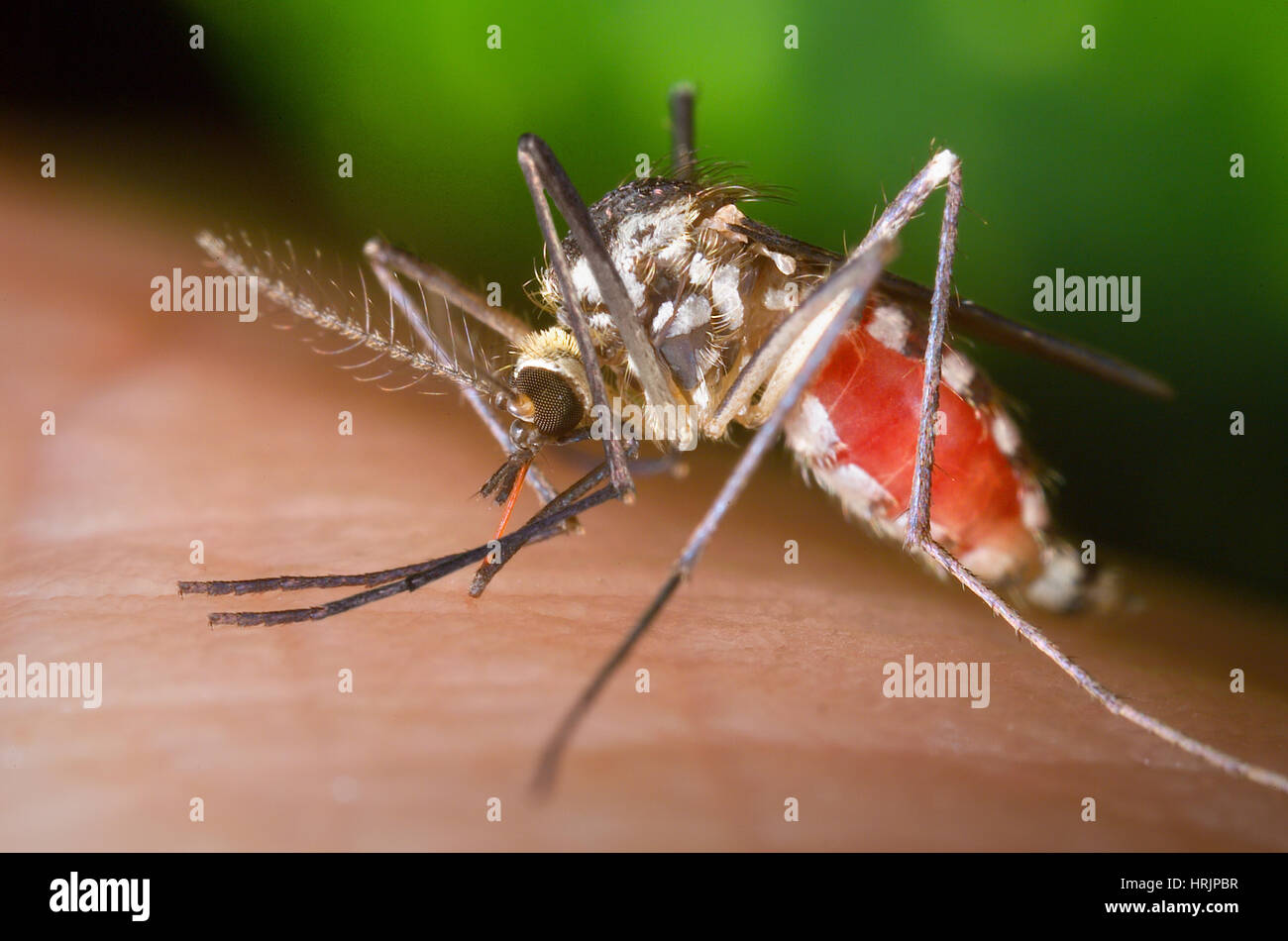 Aedes Triseriatus Mücke, West-Nil-Vektor Stockfoto