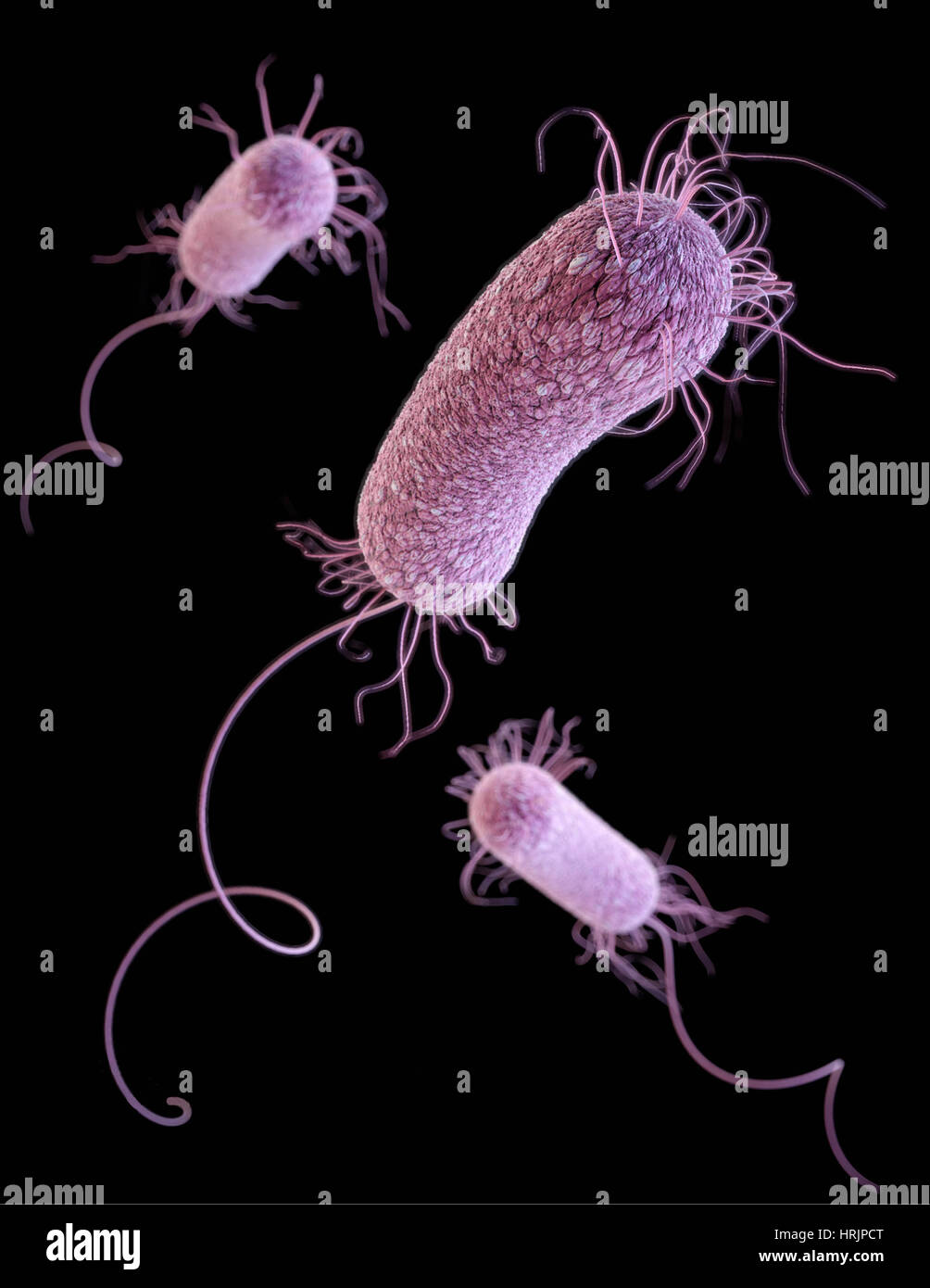 MDR-Erreger, Pseudomonas Aeruginosa, 3D-Modell Stockfoto