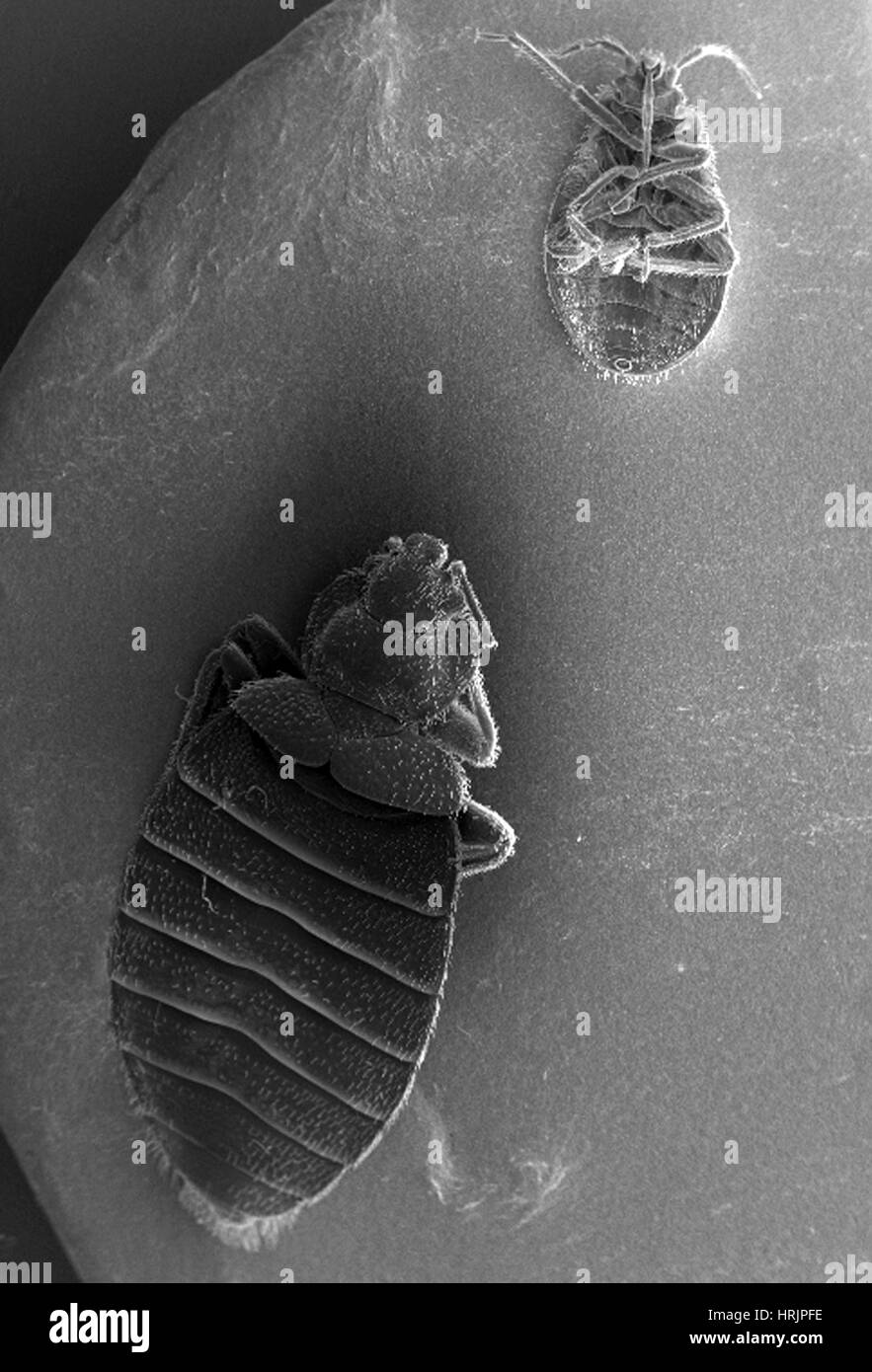 Cimex Lectularius, Bettwanzen, SEM Stockfoto