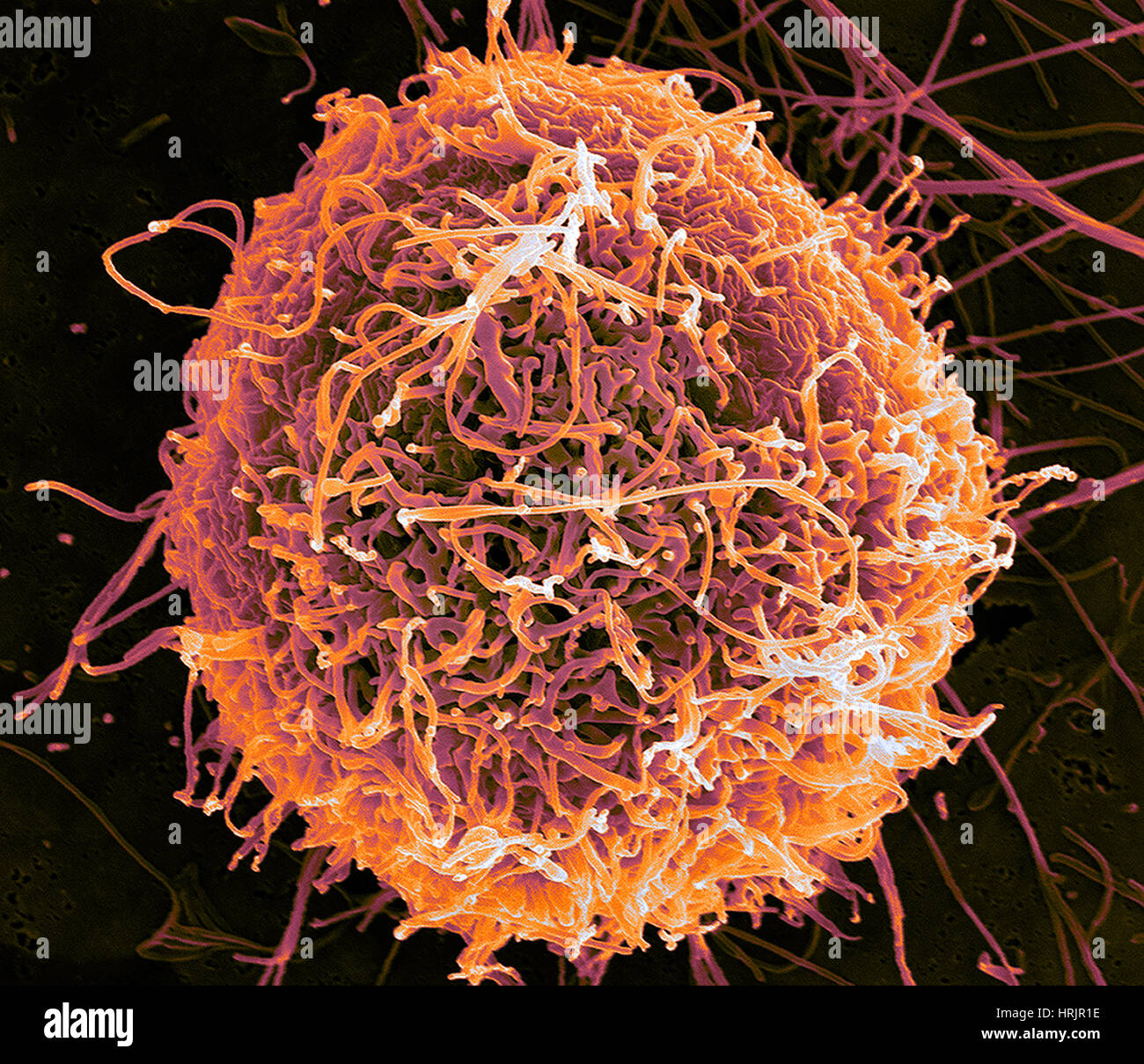 Ebola-Virus-Partikel, SEM Stockfoto