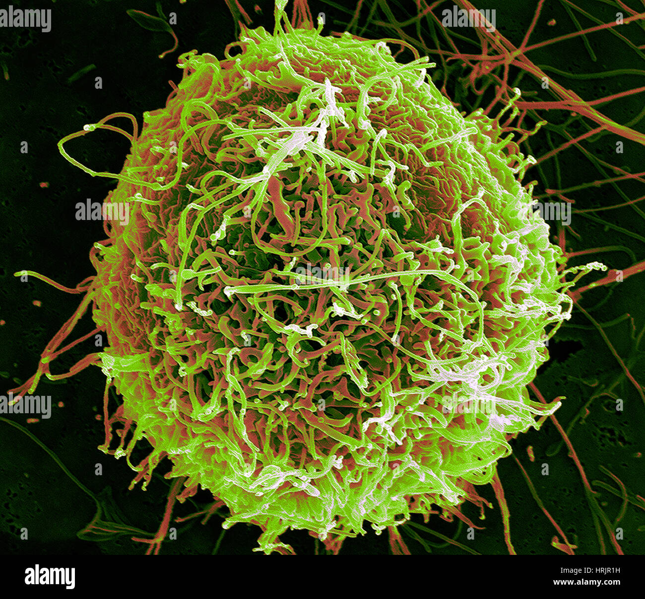 Ebola-Virus-Partikel, SEM Stockfoto