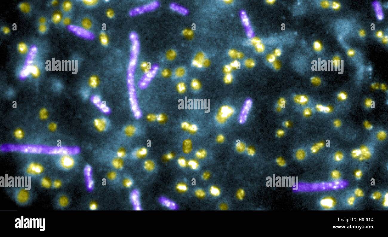 Quantenpunkte an E.coli-Bakterien gebunden Stockfoto