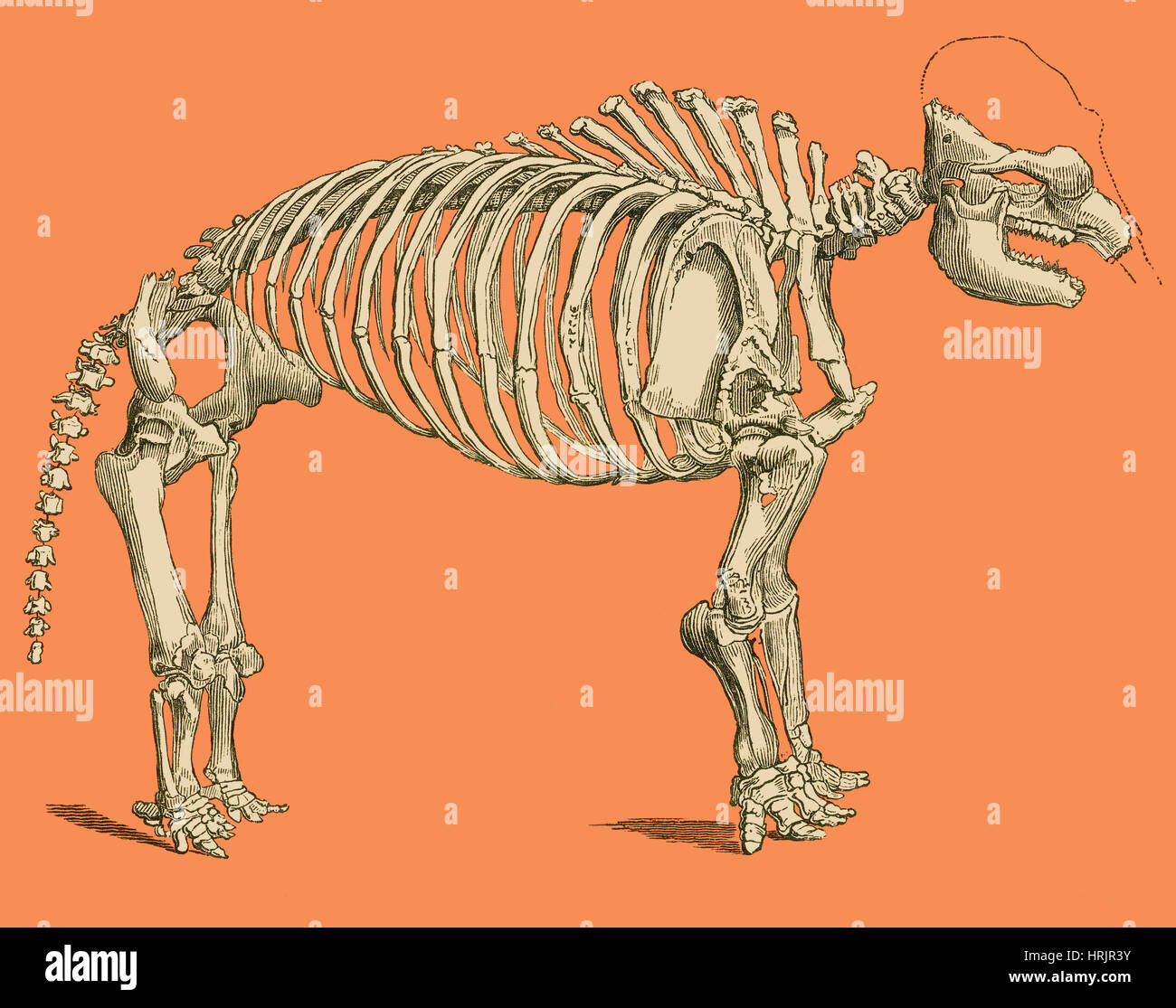 Mastodon Skelett, Illustration Stockfoto