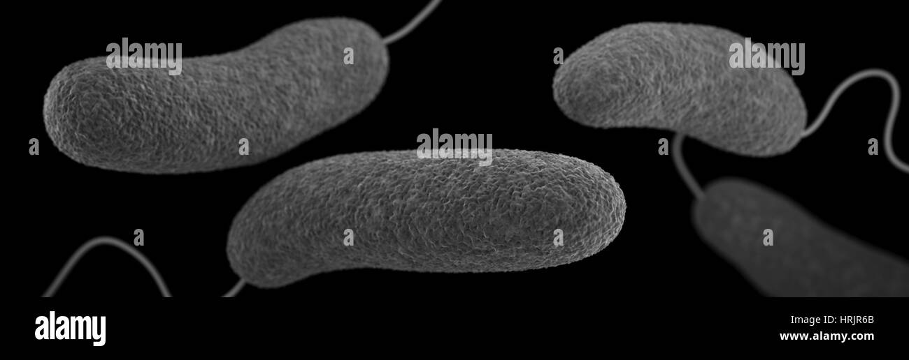 Vibrio Parahaemolyticus Bakterien, 3DModell Stockfotografie Alamy