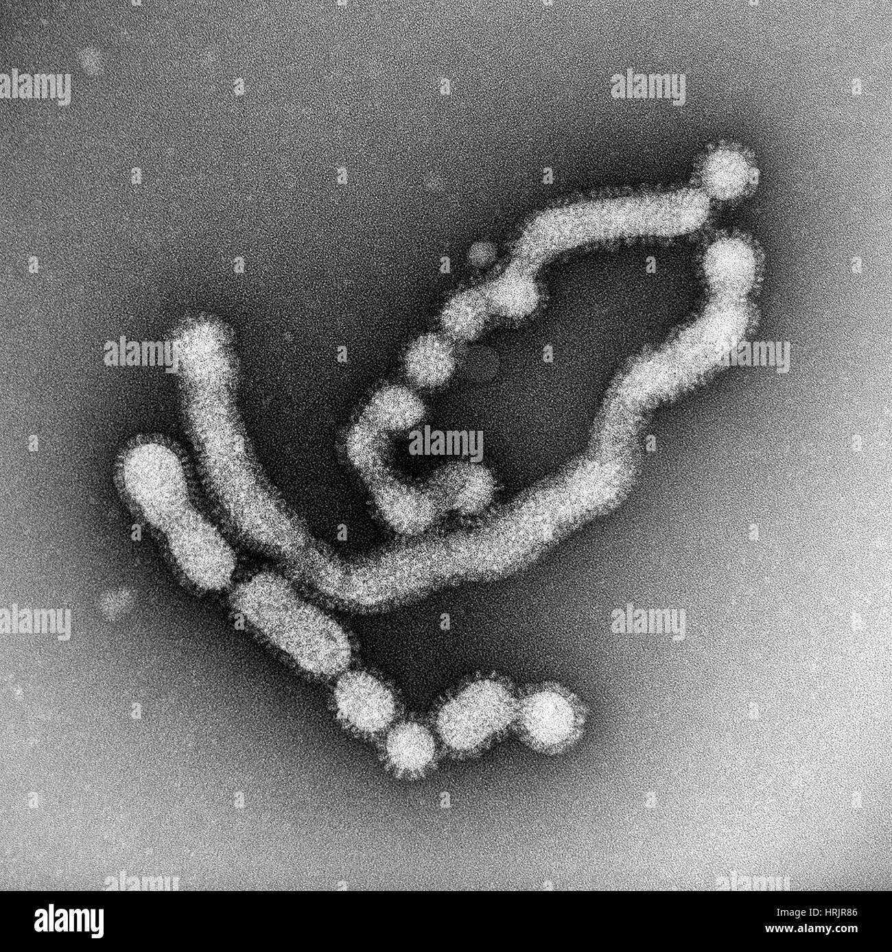 SW31, Stamm Schweinegrippe, TEM Stockfoto