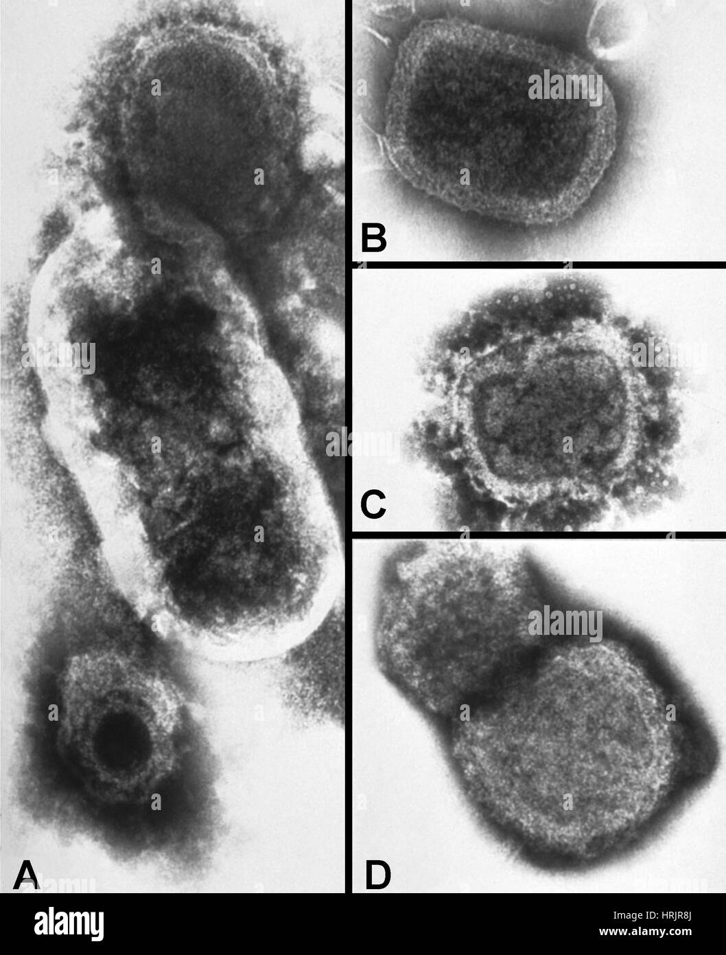 Mikroorganismen Ultrastrukturforschung Morphologie, TEM Stockfoto