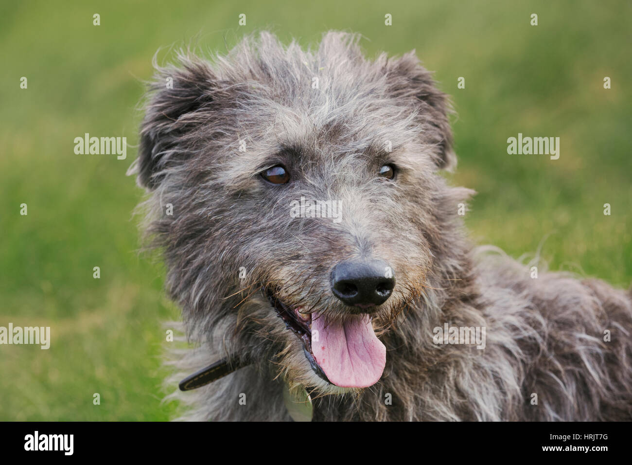 Scottish Deerhound sitzen in einem Feld. Stockfoto