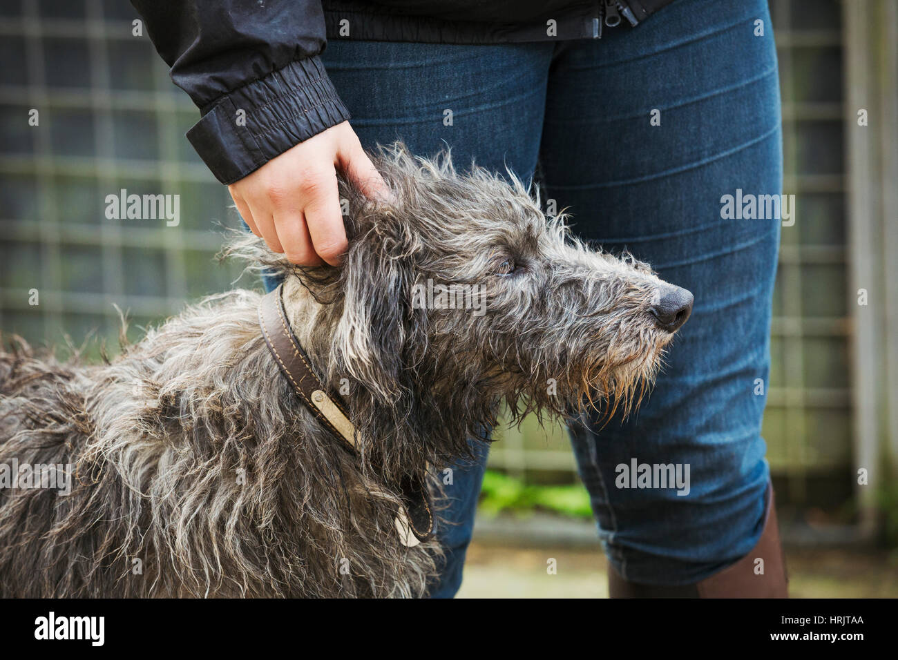 Scottish Deerhound stand neben einem Fahrer. Stockfoto