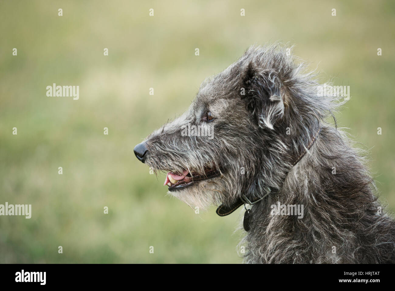 Nahaufnahme von Scottish Deerhound sitzen in einem Feld. Stockfoto